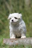 BICHON MALTAIS 062